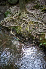 Tangled tree roots by forest stream. High quality full frame photo in natural light with deep textures and natural beauty and copy space.