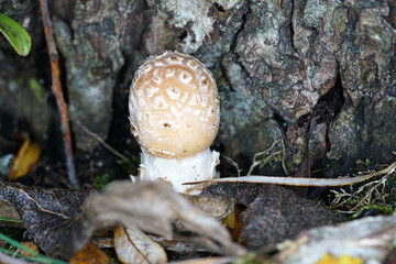 Tree fungi growing on trees photographed with the macro objective