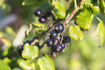 Black currant - close-up view - growing on bush, in the garden