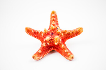 starfish isolated on white background. a fossil found on the reefs of the ocean