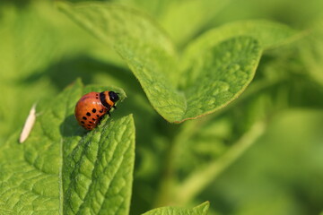 Colorado potato beetle larvae with potatoes eat green potato leaves. The main pest of potato crops. Potato bug. Striped beetle