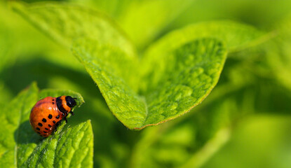 Colorado potato beetle larvae with potatoes eat green potato leaves. The main pest of potato crops. Potato bug. Striped beetle