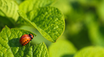 Colorado potato beetle larvae with potatoes eat green potato leaves. The main pest of potato crops. Potato bug. Striped beetle