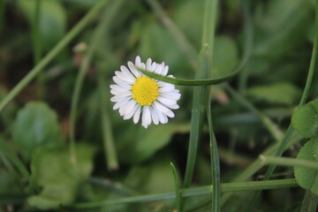 white daisy flower