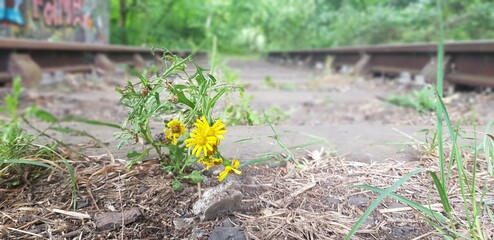Nature finds a way