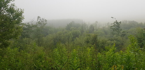 Obraz na płótnie Canvas Mist in the trees