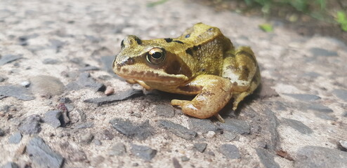 Frog on the path