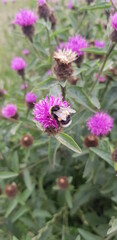 Fototapeta premium Little bee
