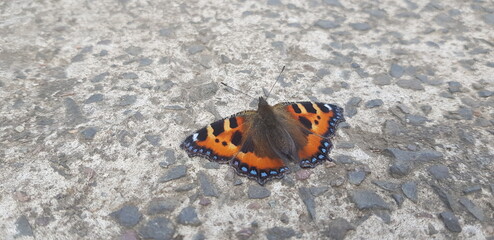 Capture the butterfly
