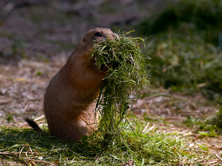 Prairie Dog (Cynomys ludovicianus) with a pile of grass to make his burrow 