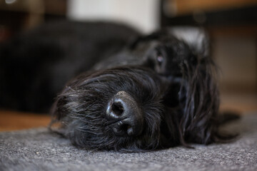 black dog with big nose stock photo