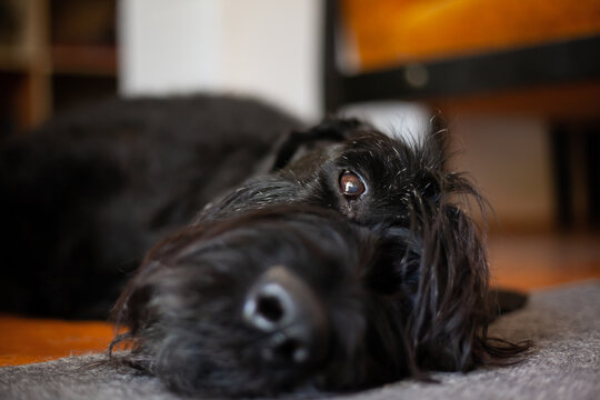 black dog laying on floor stock photo