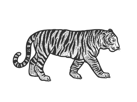 Walking tiger sketch engraving vector illustration. T-shirt apparel print design. Scratch board imitation. Black and white hand drawn image.