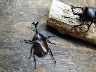 カブトムシ