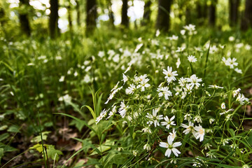 forest flower carpet