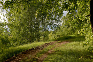 Fototapeta na wymiar paths in the forest