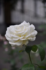 beautiful lush white rose blooms in the garden