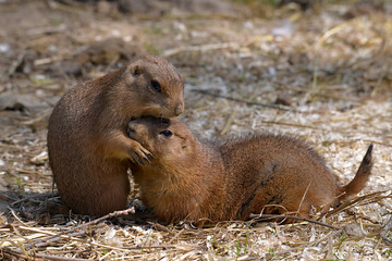 Closeup two profile Black-tailed Prairie Dogs (Cynomys ludovicianus)