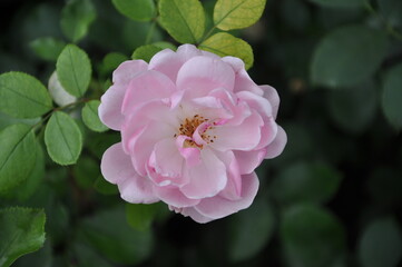 Beautifil tender pink rose bloom in the garden, flower with leaf