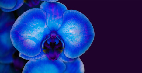 Macro shot of dye-treated orchid flowers named "Royal Art Blue" in minimal focus and isolated against a dark purple background.  Space for text on the right hand side.