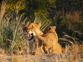 Lions