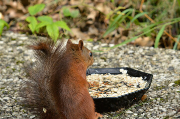 Eichhörnchen an Futterstelle
