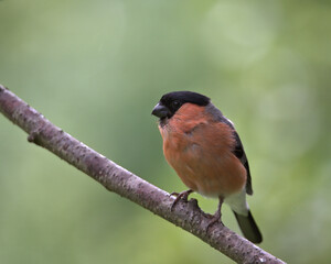 Male Eurasian Bullfinch , Pyrrhula pyrrhula perched on a branch.