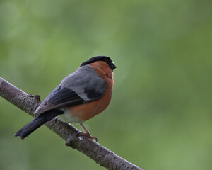 Male Eurasian Bullfinch , Pyrrhula pyrrhula perched on a branch.