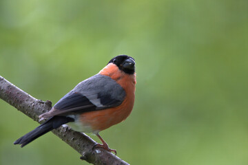 Fototapeta premium Male Eurasian Bullfinch , Pyrrhula pyrrhula perched on a branch.
