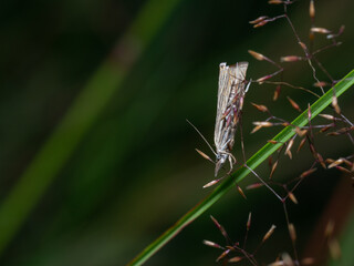 Close-up of a very small moth belonging to case-bearers moths family (Coleophoridae). Case moth sitting on seed heads of wild grass. Selective focus, shallow depth of field. Blurred background.  