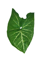 Fototapeta premium tropical green leafs isolated on white background