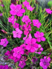 Obraz premium pink flowers in the garden