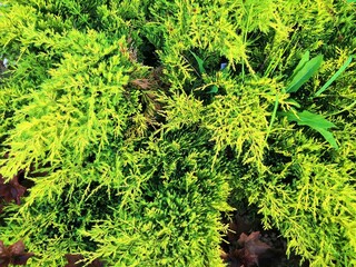 green moss background