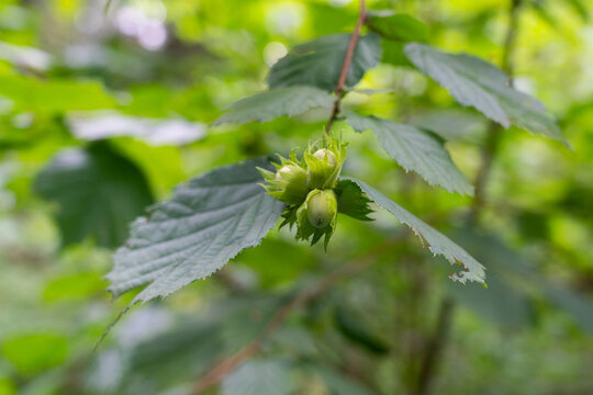 Young hazelnut grow on tree. Winter picture.