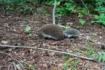 Hedgehogs two wild, native, mother and her baby.