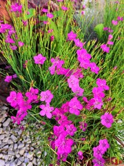 Obraz premium pink flowers in a garden