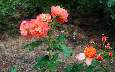 Fototapeta na wymiar rose hips blooming red chinese rose