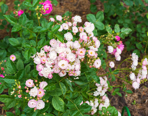 Obraz na płótnie Canvas pink rose hips in the summer garden