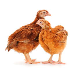 Two brown chickens isolated.