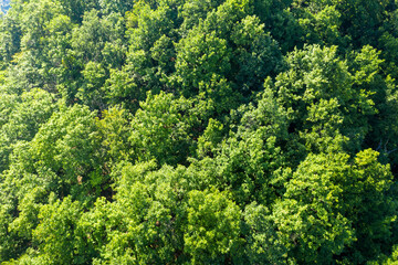 Aerial view of the forest of Quercus petraea, commonly known as the sessile oak, Cornish oak, Irish Oak or durmast oak