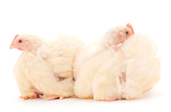 Two chicken or young broiler chickens.