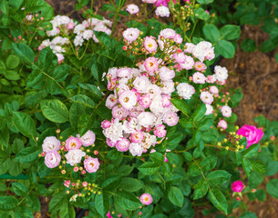 pink rose hips in the summer garden