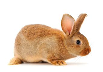 Obraz premium Brown rabbit isolated.