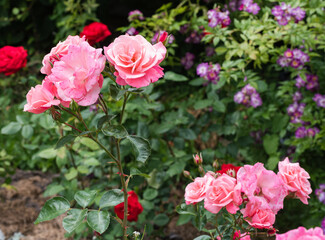 pink chinese rose or rose hip blooming flowers