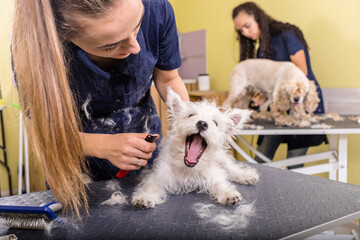 Grooming salon working place, pet shop.