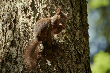 Eurasian red squirrel (Sciurus vulgaris) sits on a tree branch and eats hazelnuts