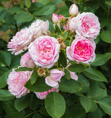 french rosehip, roses with pink flowers