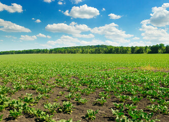 Fototapeta na wymiar Sugar beet on agricultural field on beautiful summer day.