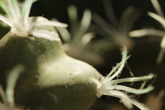 FOTO MACRO