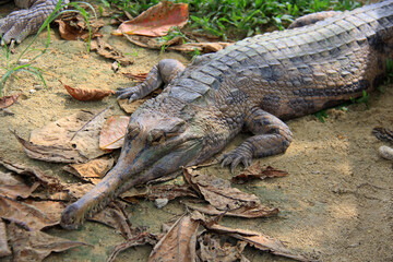 Crocodiles in the zoo, Kampar, Riau, Indonesia.